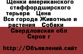 Щенки американского стаффордширского терьера › Цена ­ 20 000 - Все города Животные и растения » Собаки   . Свердловская обл.,Серов г.
